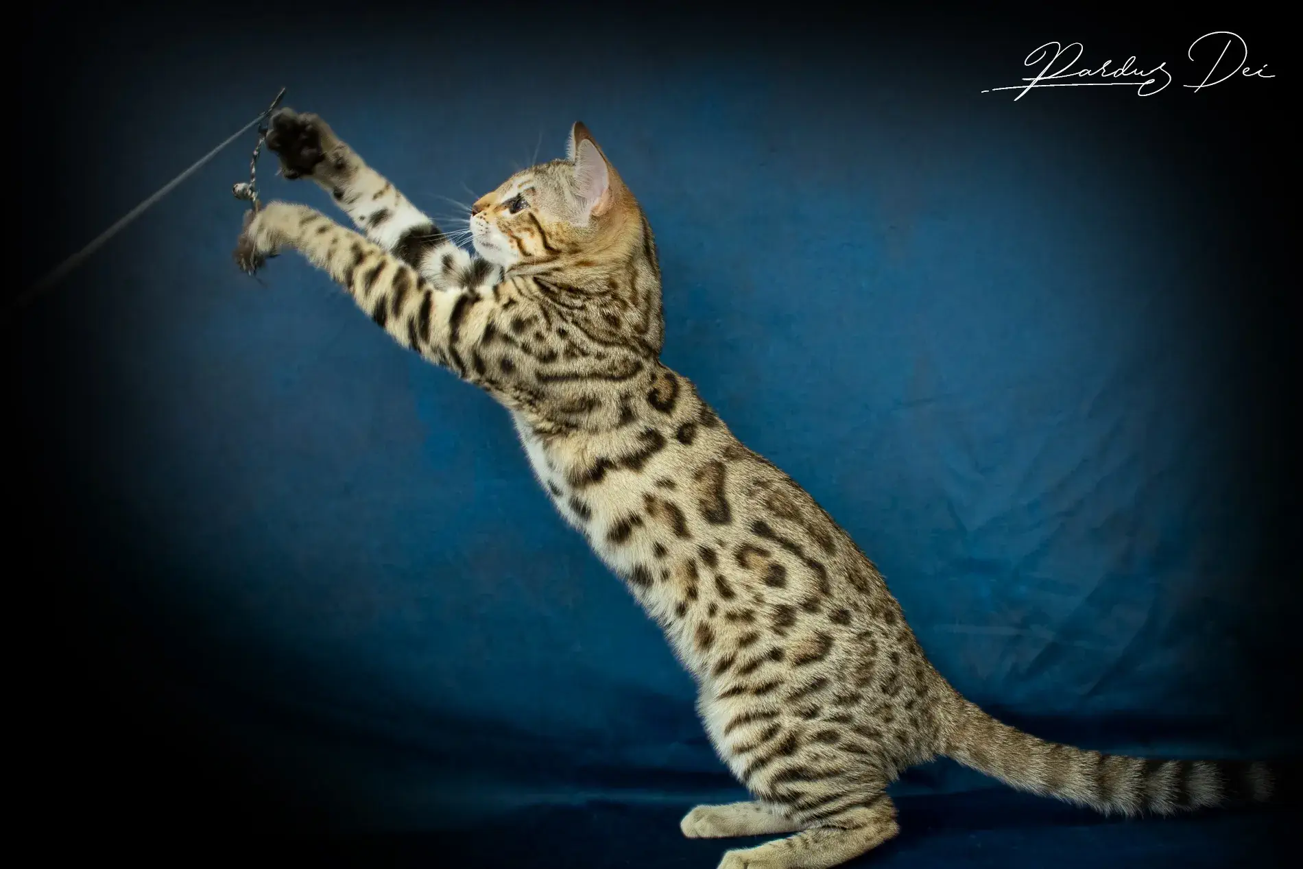 chaton bengal